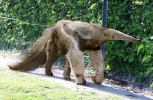 Giant anteater (Myrmecophaga tridactyla)
